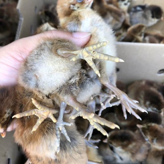南宁 青脚麻鸡苗