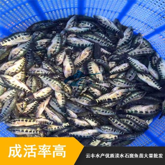 广州优质淡水石斑鱼苗 生长速度快 抗病力强 质量好
