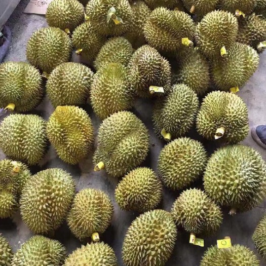 青岛泰国金枕榴莲 精品一级泰国金枕头 产地直发 库存充足