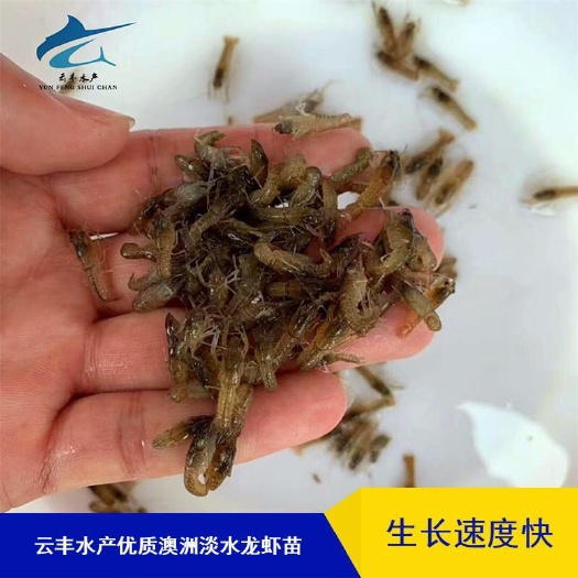 广州 优质澳洲龙虾苗 澳洲淡水龙虾苗