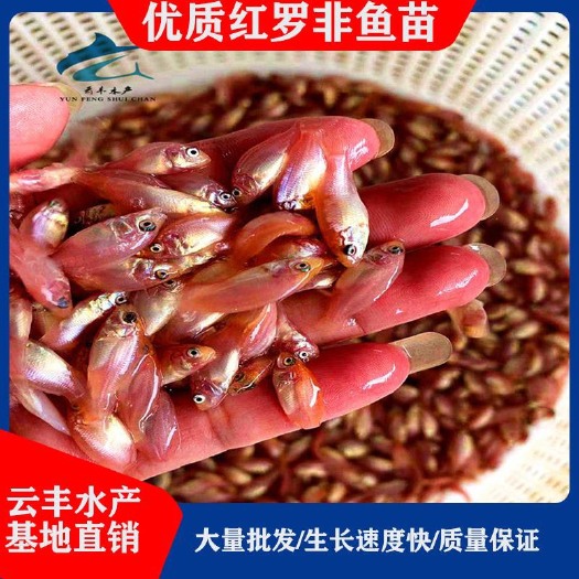 红罗非鱼  优质苗 彩虹鲷鱼苗 苗 珍珠白苗