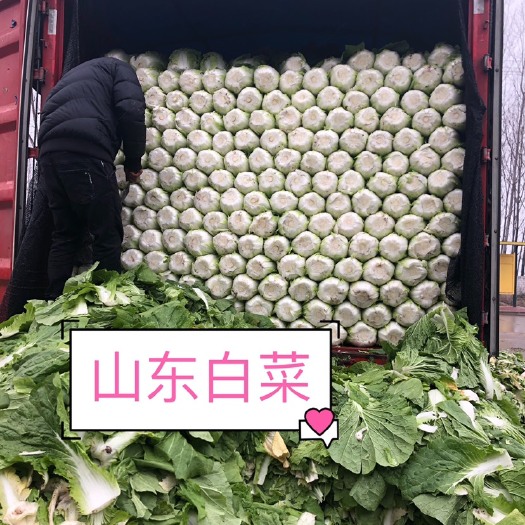 菊锦大白菜  春季精品白菜、产地直销、代发全国