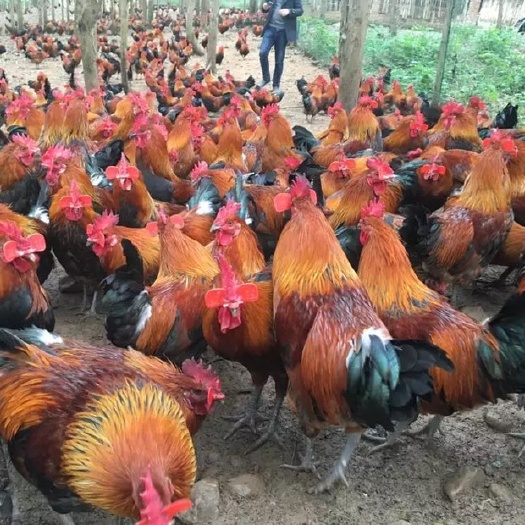 南宁黑脚土鸡 桂香黑脚香鸡 黑瑶鸡苗 血毛土鸡 正规孵化场供应