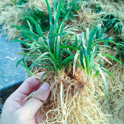 佛山玉龙草