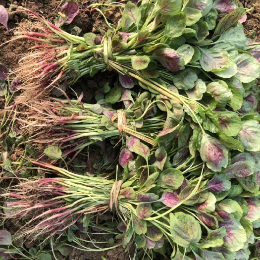 襄樊红苋菜 15-20cm 紫红