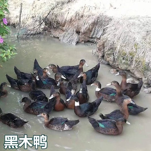 南宁 黑木鸭苗