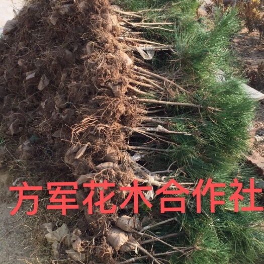 黑松苗 黑松造型素材苗免费包邮 免费提供造型松样品 包教会