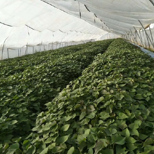 咸阳秦薯5号红薯苗  杨凌脱毒红薯苗培育基地