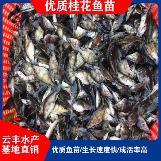 广州 优质桂鱼苗 鳜鱼苗 杂交桂鱼苗 斑桂鱼苗