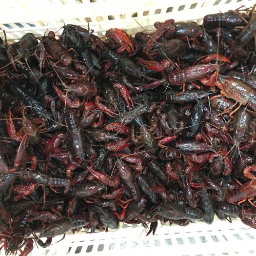 潜江市 小龙虾