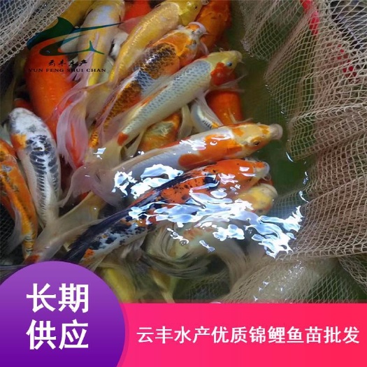 优质锦鲤苗 日本锦鲤苗 红色三色锦鲤苗 黄金锦鲤苗