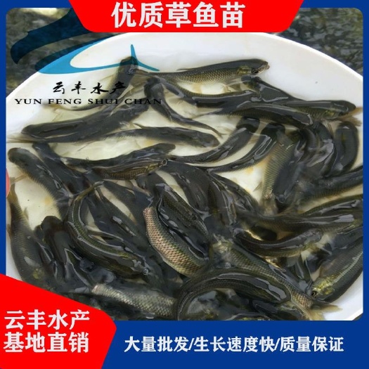广州优质草鱼苗 皮肤好 抗病力强 质量保证