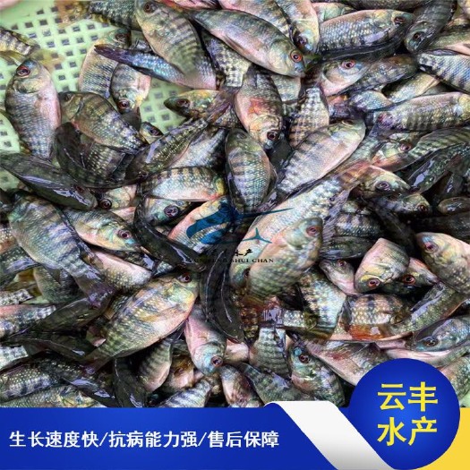 广州优质罗非鱼苗 海南一号罗非鱼苗 吉富罗非鱼苗