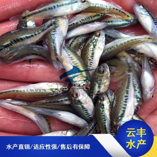 广州优质鲈鱼苗 加州鲈鱼苗 优鲈一号鲈鱼苗