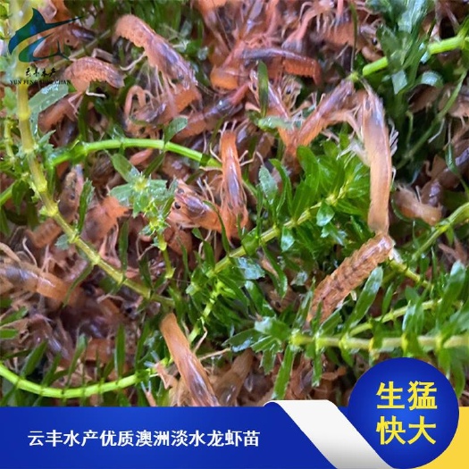 广州 优质澳洲淡水龙虾苗 澳洲龙虾苗