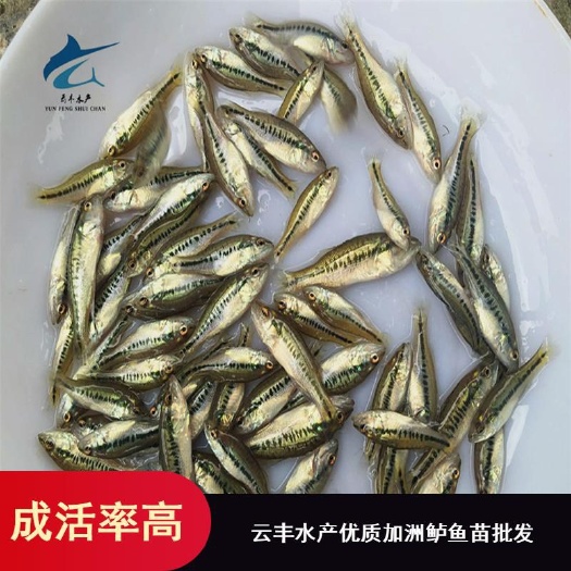 广州优质加州鲈鱼苗 优鲈3号 鲈鱼苗 大口鲈鱼苗 基地直销