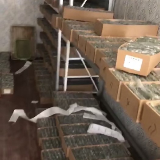 新沂市黄白菊种苗 优香 金扇 白扇 黄无芽 白无芽 精城 光育