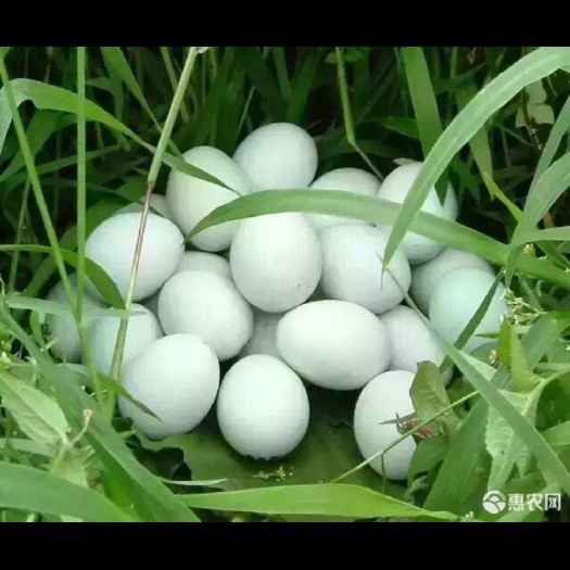 大连绿壳鸭蛋 散装 食用