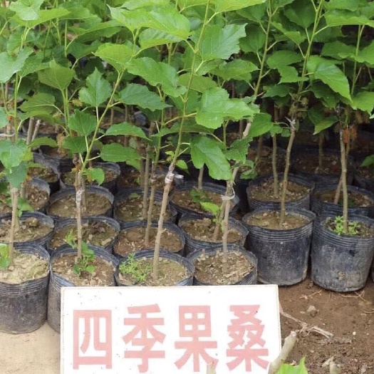 灵山县果桑苗 四季果桑 大黑桑 成果快 种植简单 产量高 当年种植当年结果
