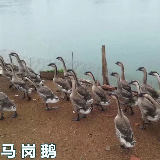 南宁 马岗鹅苗