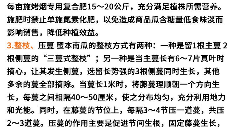 绿霸南瓜种子 粤美一号蜜本南瓜种子5克优质大果南瓜品种