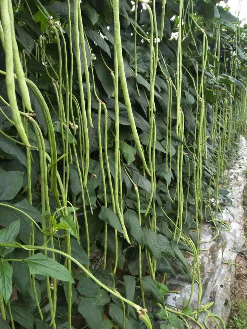平远县光滑无鼠尾翠绿色长豆角种子70-80厘米耐老化 400克装