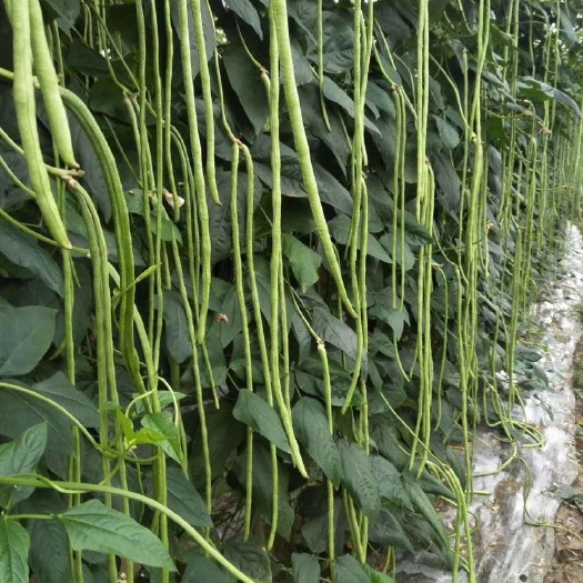 平远县光滑无鼠尾翠绿色长豆角种子70-80厘米耐老化 400克装