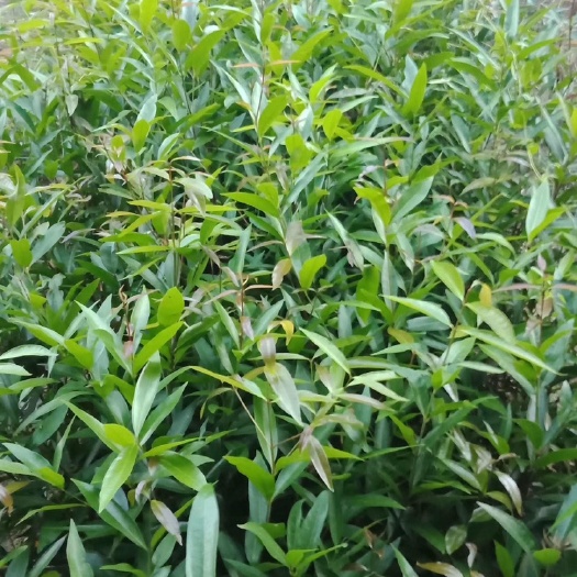 普宁市 莲雾苗(实生苗）《水浦桃苗》