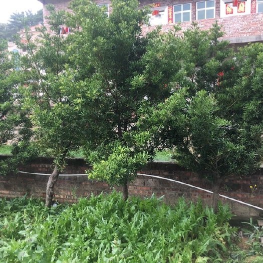 五华县普通罗汉松