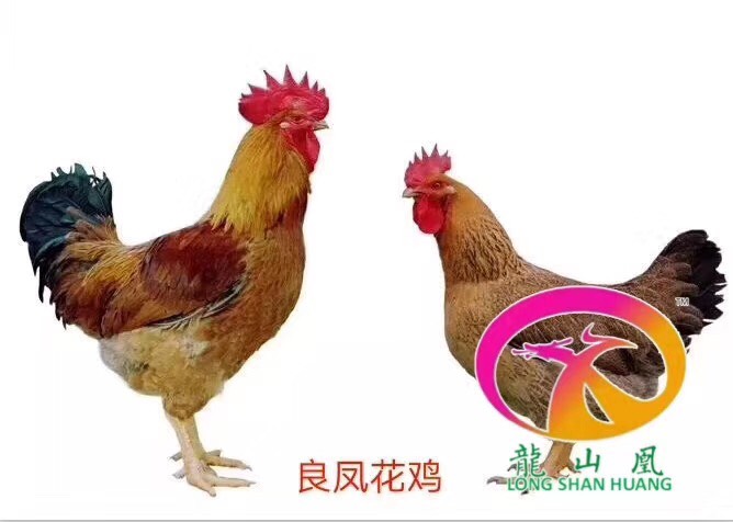 广州良凤花鸡苗  孵化场直销快大型肉鸡良凤花，成年体重9-10斤