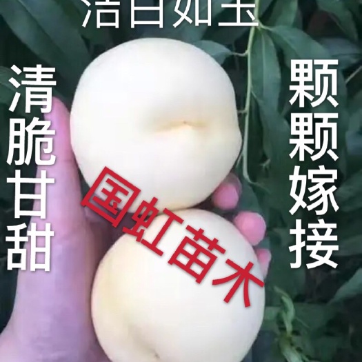 平邑县 白如玉桃树苗 颗颗都是嫁接苗 基地现挖现发  存活率高 包邮