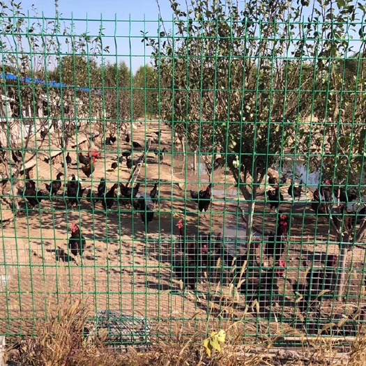 张家口 河北张家口市宣绿生态种植园。天然散养、无公害柴鸡蛋