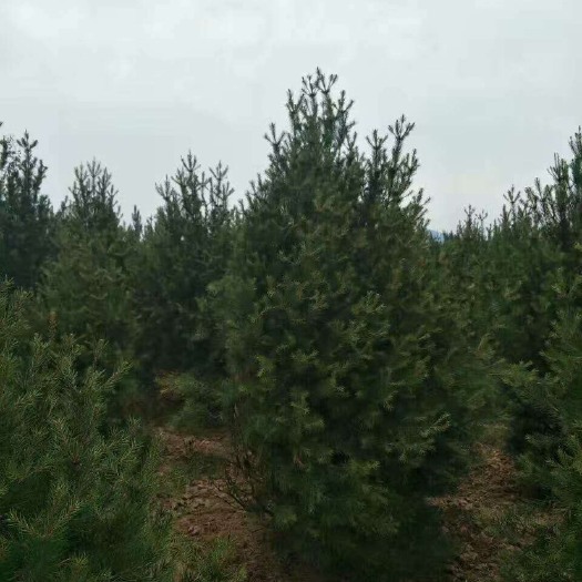绛县山西白皮松 3米白皮