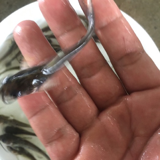 清远叉尾鮰鱼苗 统货