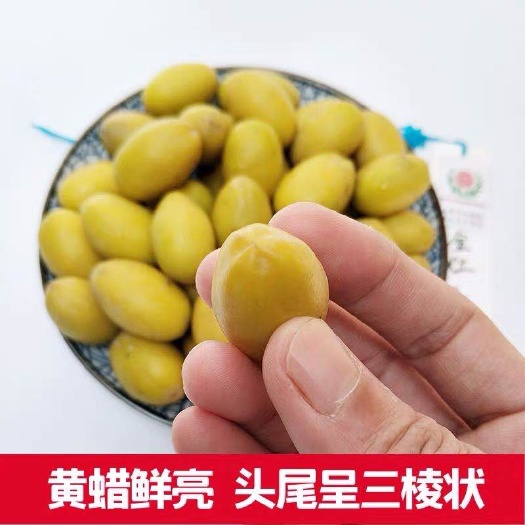 普宁市 橄榄苗《正宗三捻橄榄苗》