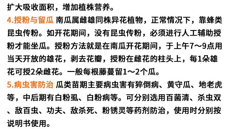 绿霸南瓜种子 粤美一号蜜本南瓜种子5克优质大果南瓜品种