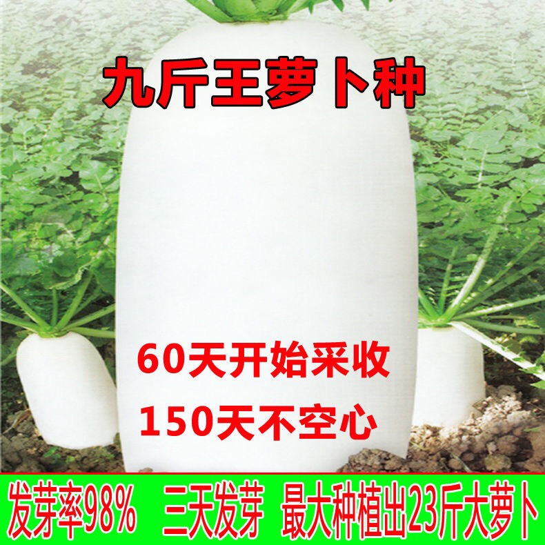 夏季秋季白萝卜种子 特大 九斤王种子 芽苗菜种子