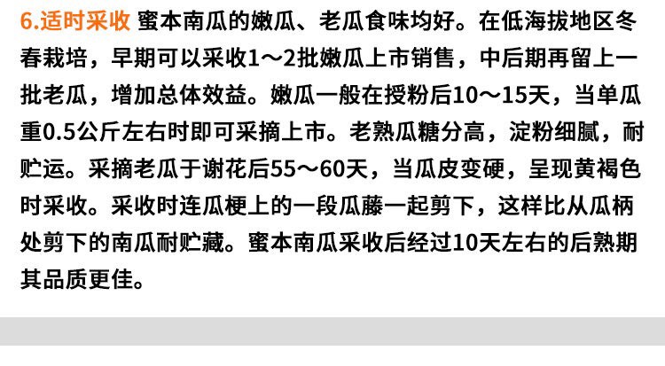 绿霸南瓜种子 粤美一号蜜本南瓜种子5克优质大果南瓜品种