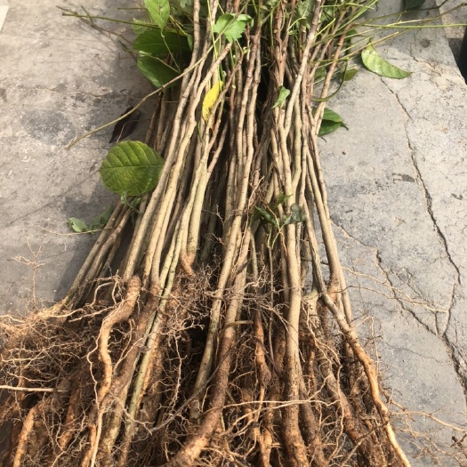 广州黑橄榄苗  黑橄榄实生苗，
