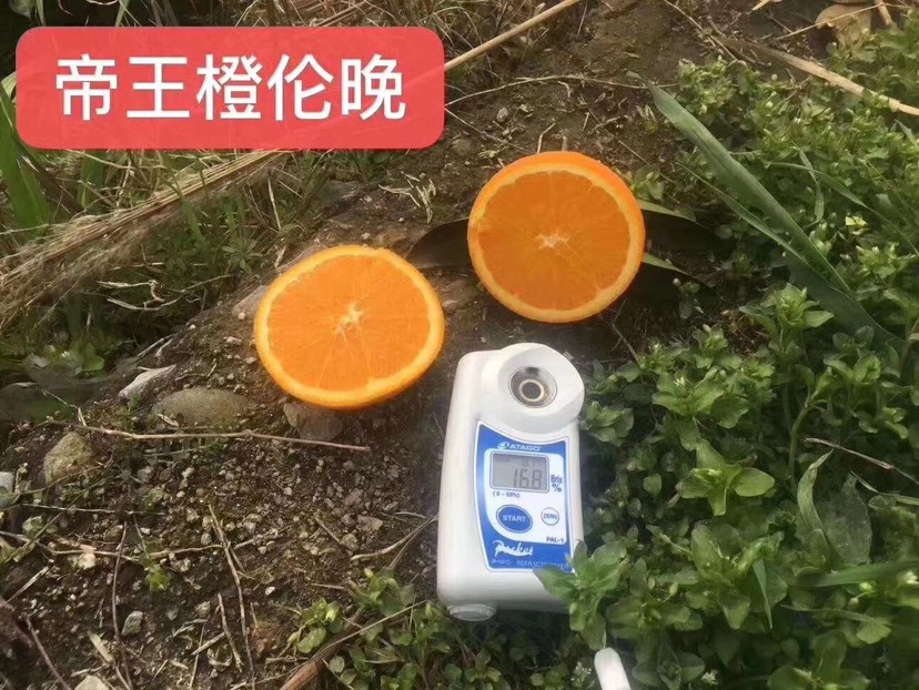  伦晚脐橙当季新鲜橙子小孩水果甜橙脐橙