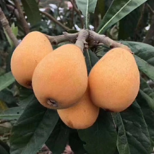 仙游县 自家种有机枇杷