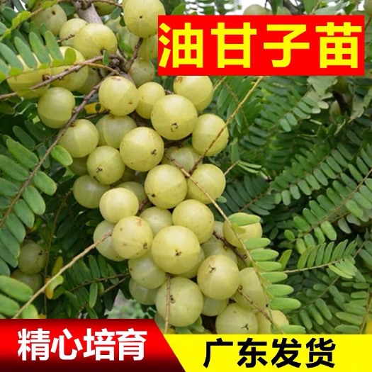 普宁市余甘果苗 狮头甜种油甘果苗余甘子四季结果苗嫁接果树苗当年结果
