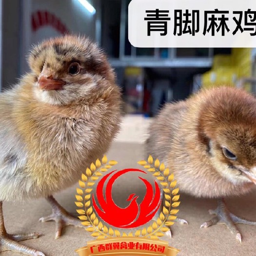 南宁青脚麻鸡苗 统货