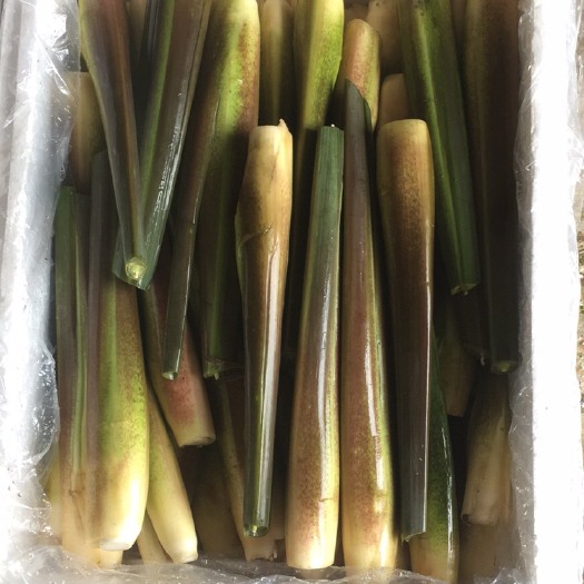 三门县双季茭白 20-25cm