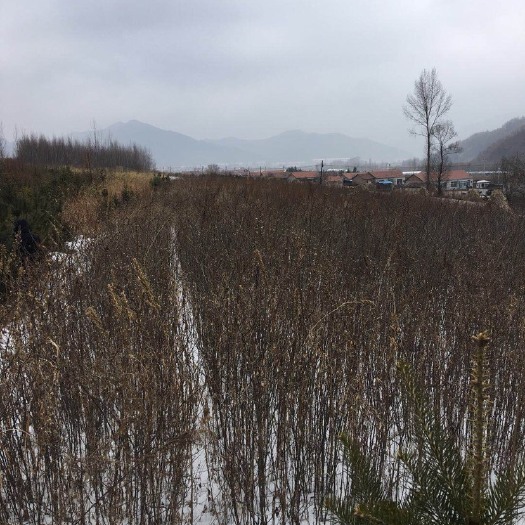 沈阳皂角树苗6年 自家种植 无中间商
