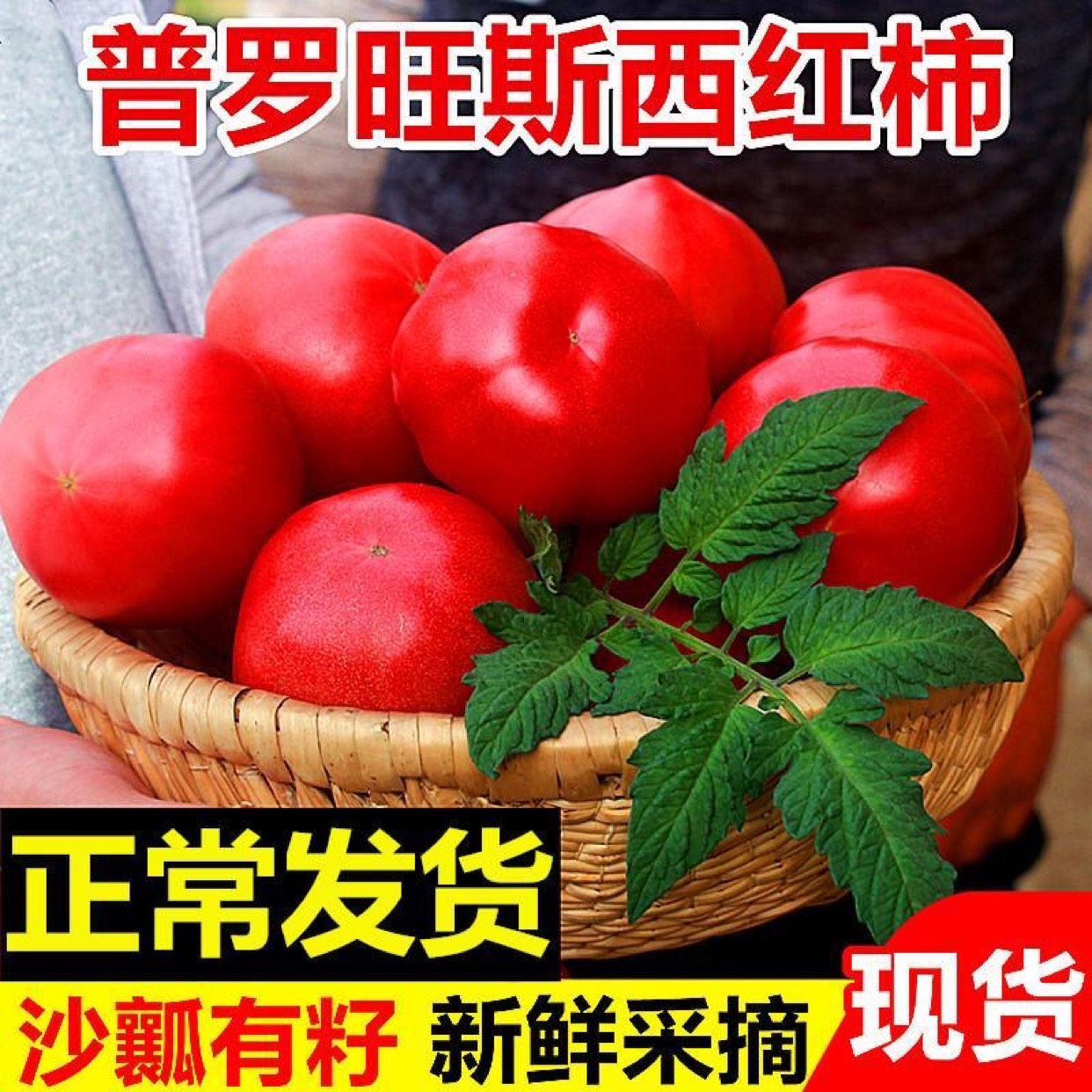 海阳市普罗旺斯番茄  山东海阳普罗旺斯西红柿 沙瓤水果番茄 当季新