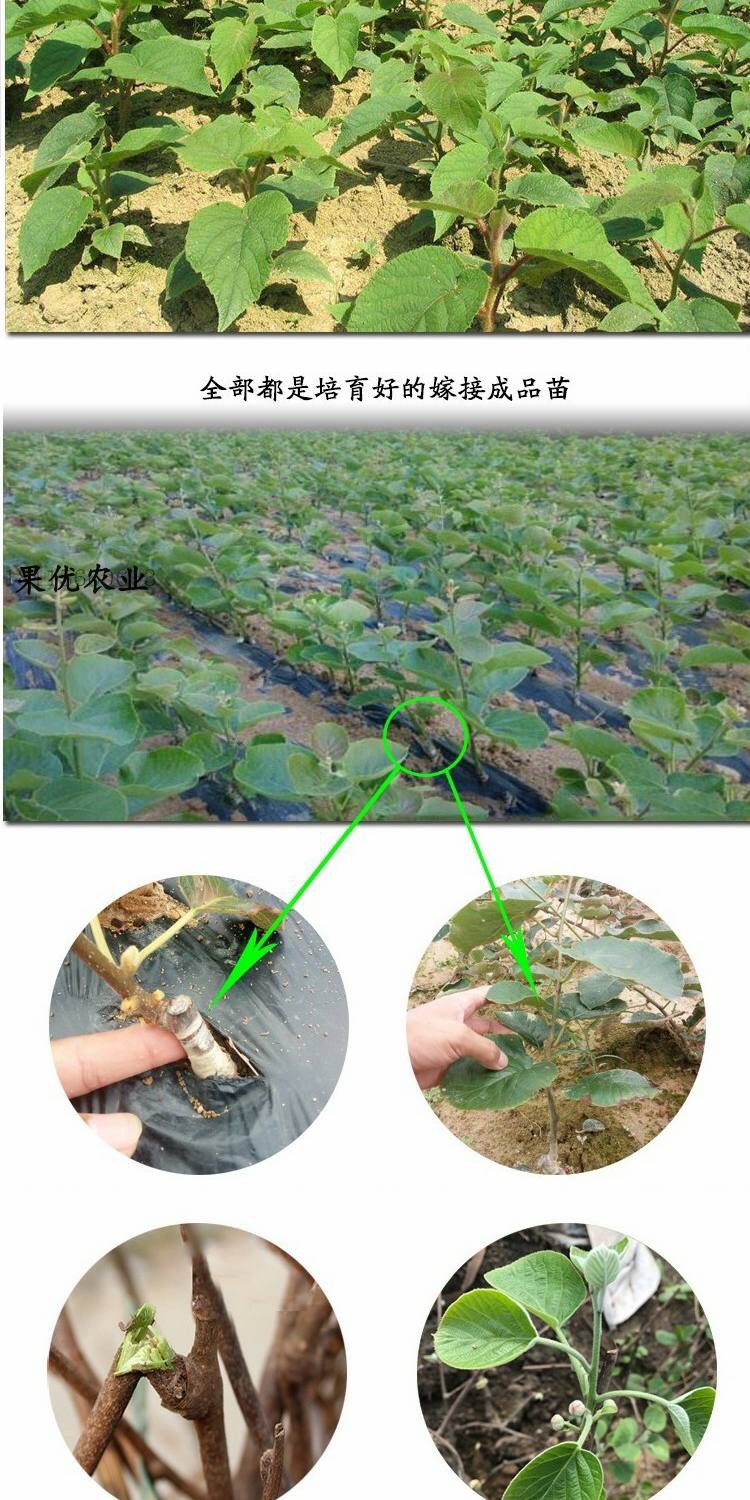  红心猕猴桃苗南方北方种植软枣猕猴桃苗嫁接苗黄心猕猴桃树果苗