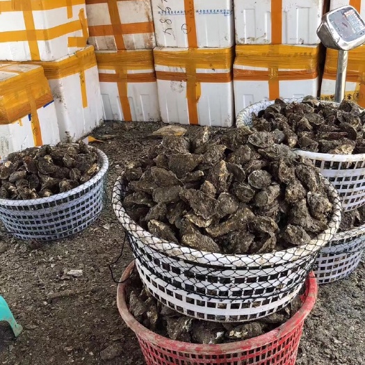 饶平县塑料包装盒 一箱100斤，烧烤半壳，蚝肉。冷链发货全国