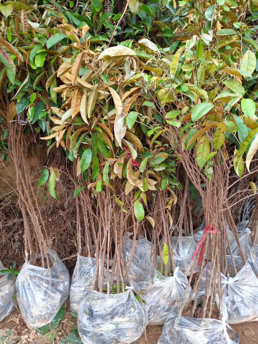  越南牛奶果苗耐寒根系发达抗性强坐果密集 原土原袋发货