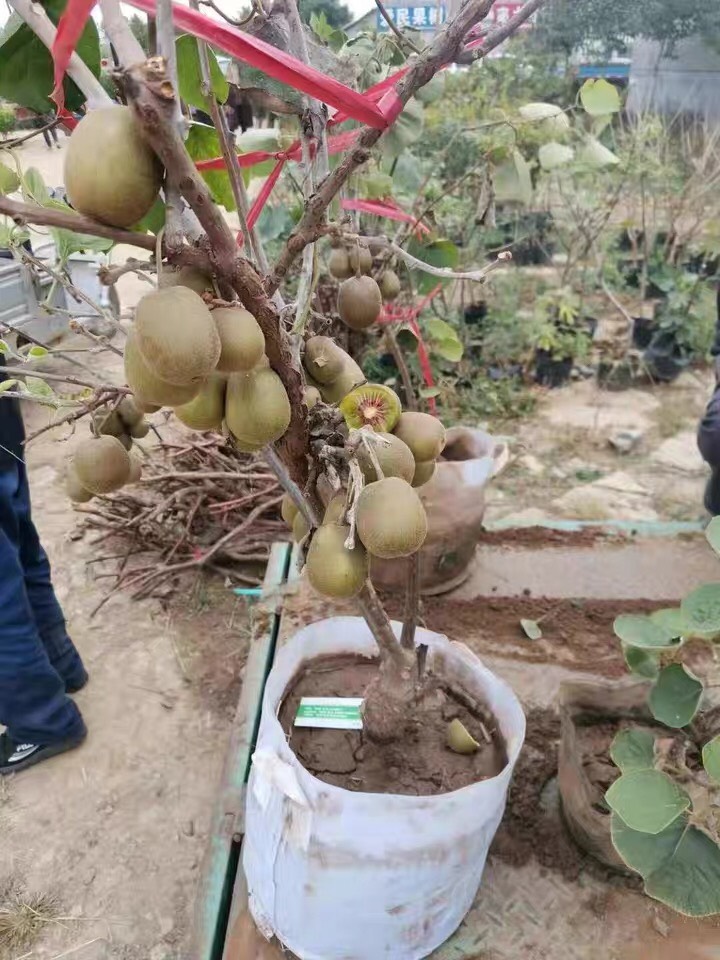  红心猕猴桃苗南方北方种植软枣猕猴桃苗嫁接苗黄心猕猴桃树果苗